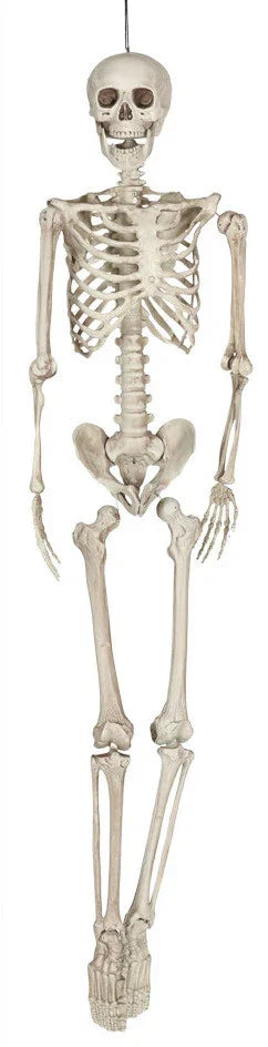 Esqueleto Humano Tamaño Real 160cms Esqueletos Guirca