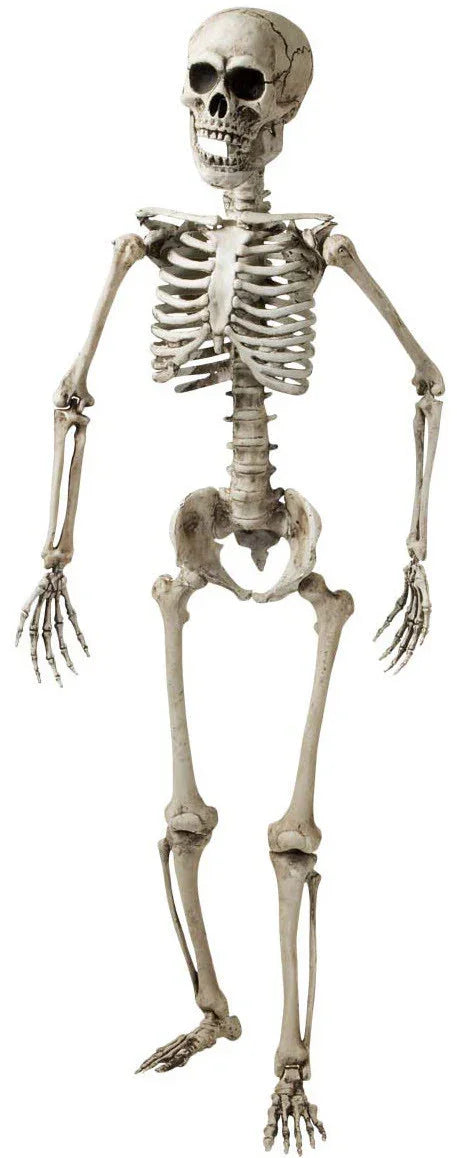 Esqueleto Humano Realista 160cm Esqueletos Widmann