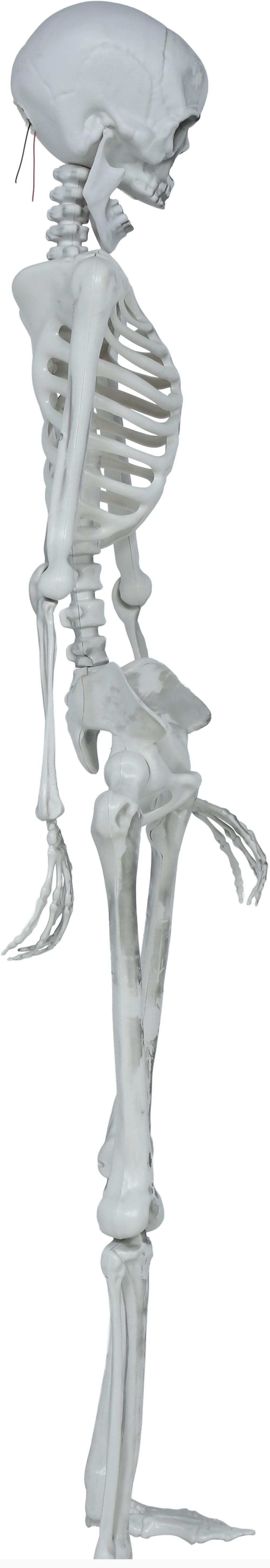 Scheletro Decorativo Articolato di 145cm