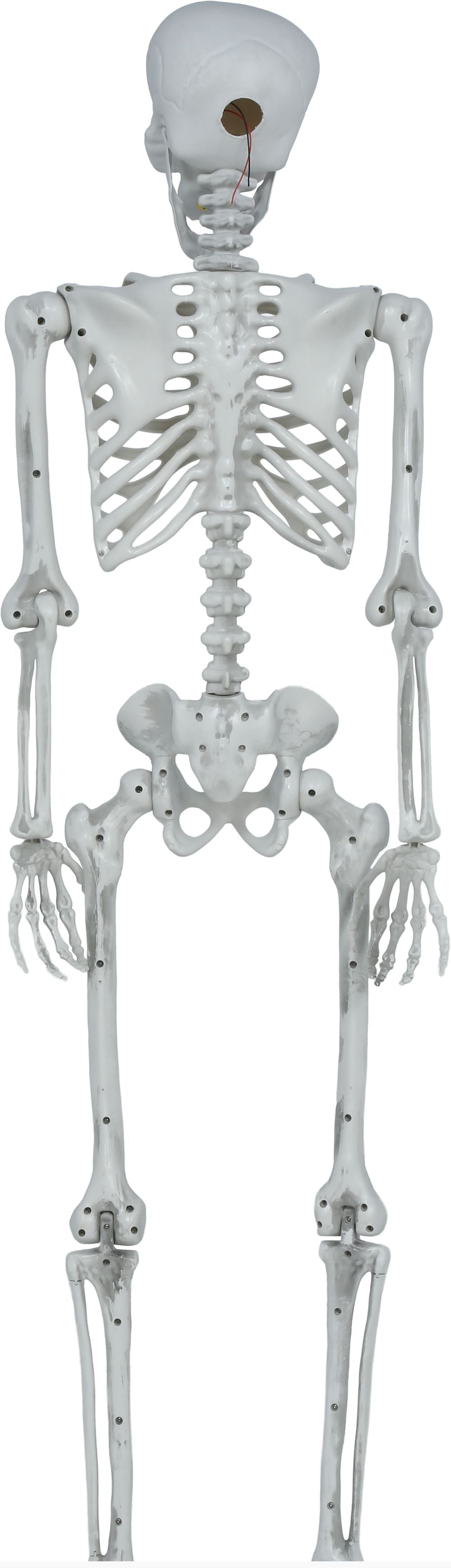 Scheletro Decorativo Articolato di 145cm