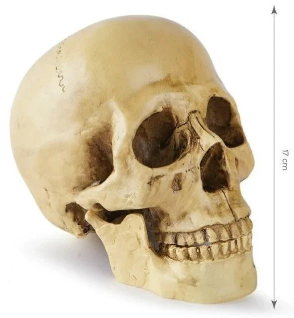 Cráneo Humano para Decoración de Halloween Calaveras Partilandia